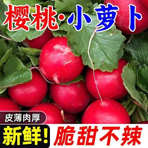 云南樱桃萝卜新鲜甜脆整箱包邮
