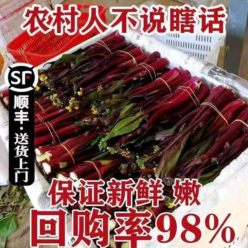 新鲜红菜苔顺丰冷链包邮坏菜包赔