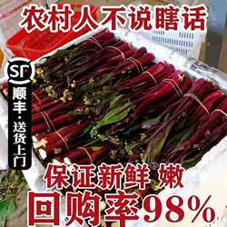 【顺丰包邮】脆嫩红菜苔新鲜蔬菜现摘紫菜苔打霜菜薹农家自种油菜
