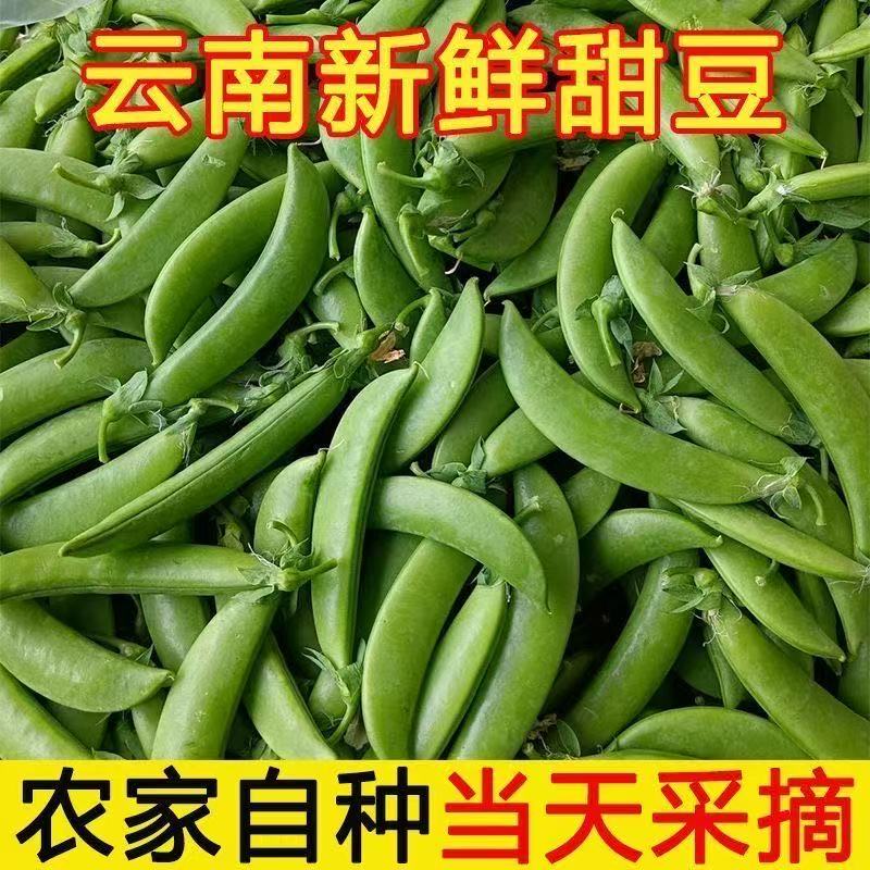 云南农家现摘脆甜带壳甜豆
