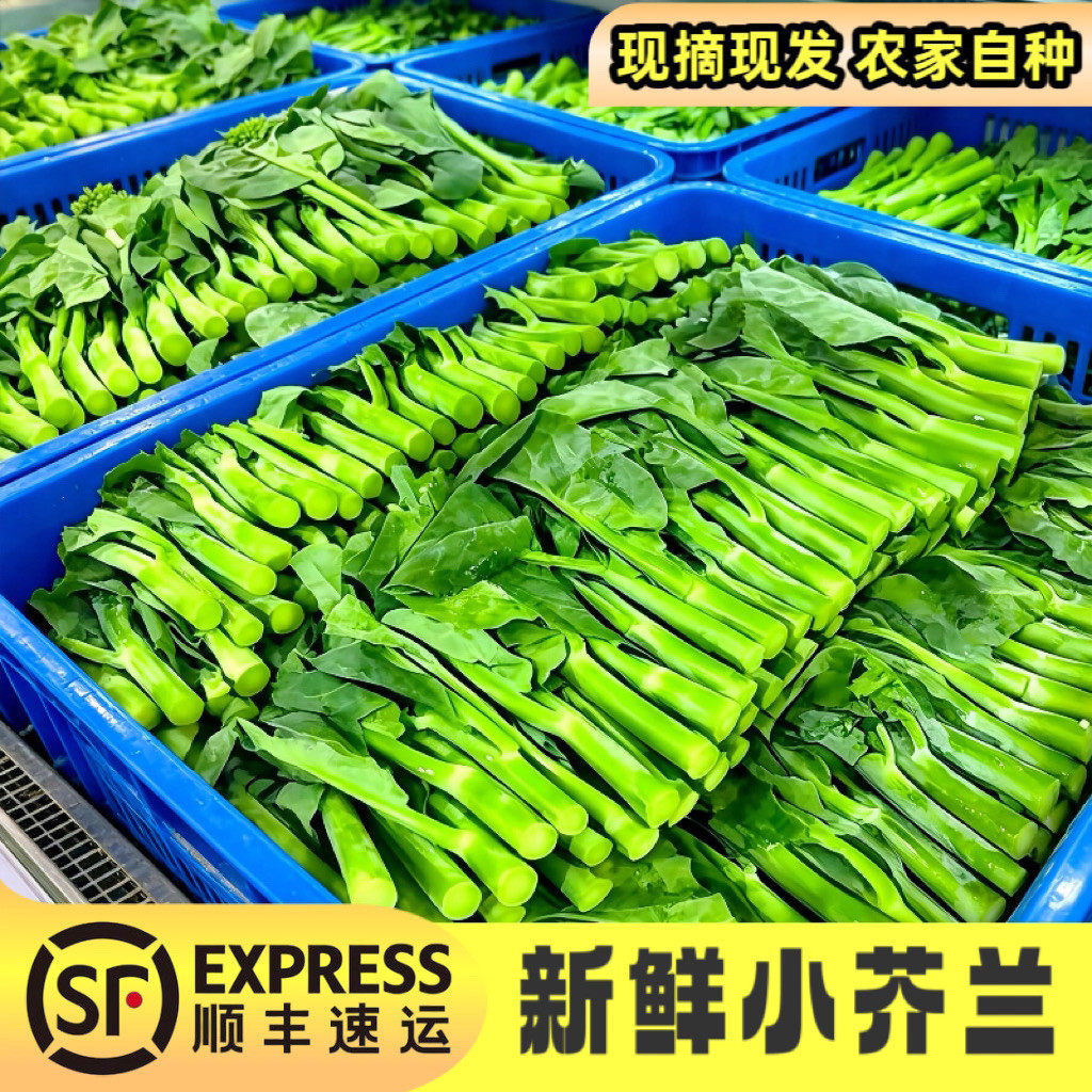 新鲜芥兰菜顺丰冷链包邮
