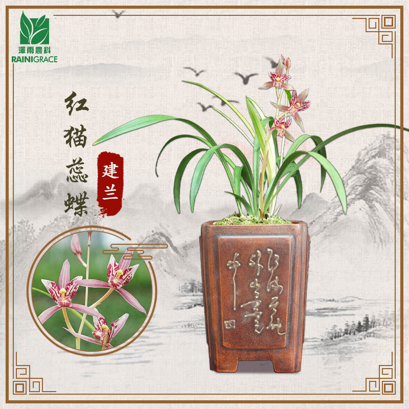 建兰【红猫蕊蝶】夏秋开花三星蝶瓣兰花四季好养花卉绿植