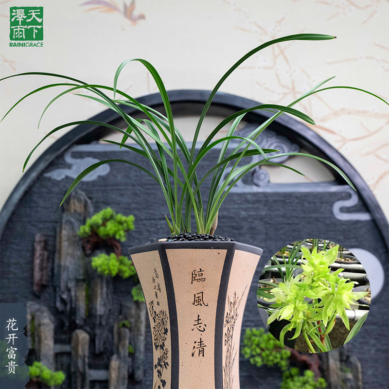 春兰【花开富贵】（花期春节前后）多瓣奇花浓香型阳台花卉