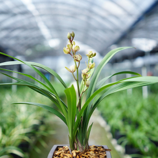 建兰【金荷】花期6-11月荷瓣浓香兰花壮苗室外阳台花卉绿植盆栽