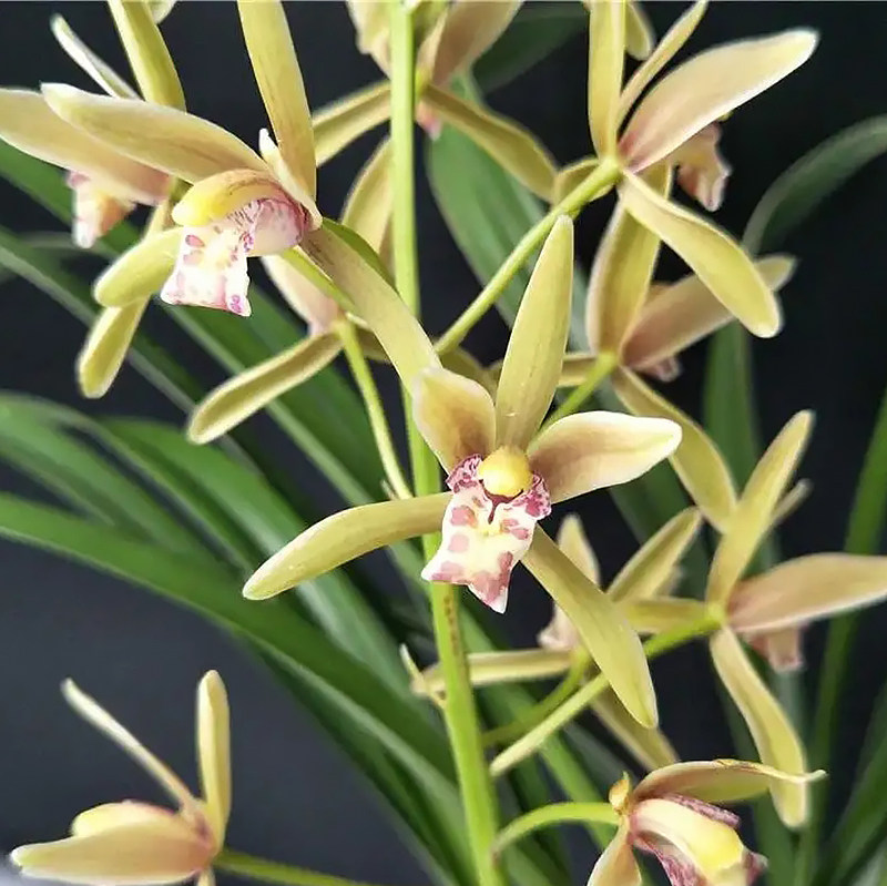 大花蕙兰【金边大果】(花期:11月-3月)浓香型兰花卉绿植盆栽