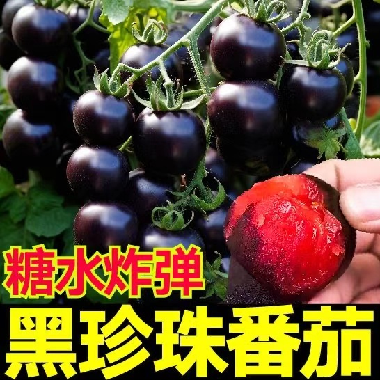 山东寿光黑珍珠番茄苗秧带土四季盆栽西红柿圣女果种子籽糖水炸弹