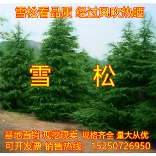 雪松树苗小苗宝塔松柏树苗四季常青绿化苗木圣诞树耐寒耐旱庭院