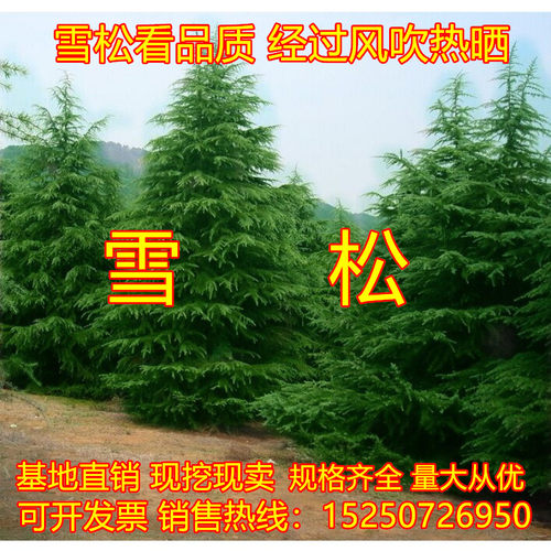 雪松树苗小苗宝塔松树苗四季常青
