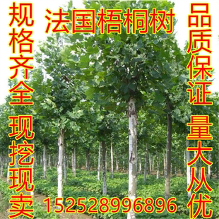 直销绿化苗木 梧桐树 法桐树苗 法国梧桐树苗 道路庭院植物包邮
