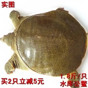 安徽水库露天放养生态甲鱼 养生公鳖  1.8-4斤/只  顺丰运到包活