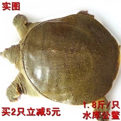 生态公甲鱼老鳖放养顺丰包邮保活