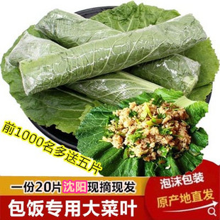 东北老家饭包叶 大白菜叶包饭白菜叶子 新鲜蔬菜包邮免运费绿色菜