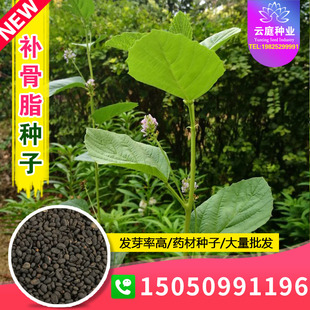 新采摘补骨脂种子骨脂故子故脂子故之子补骨鸱黑故子种籽中药材