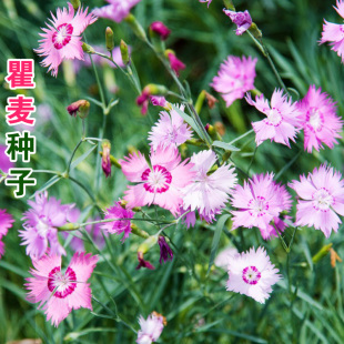 瞿麦种子野麦石柱花中药材种籽易活四季播种开花庭院阳台盆栽花卉