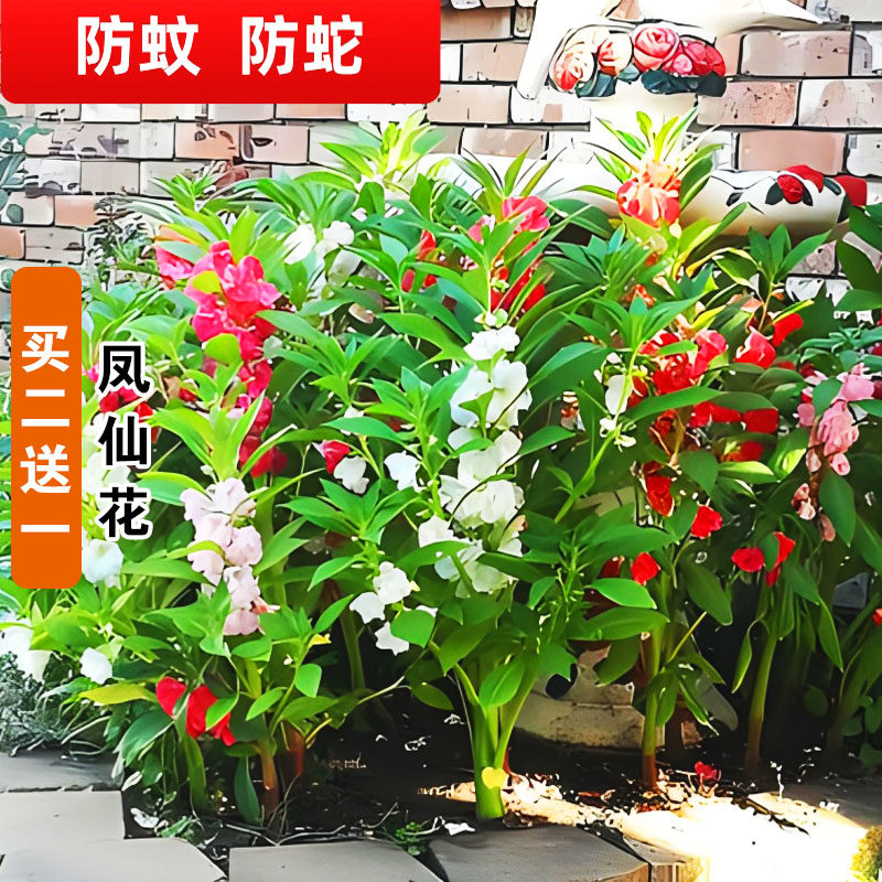 凤仙花种子新采指甲花种子混色防蛇花种籽子庭院室外阳台盆栽包邮