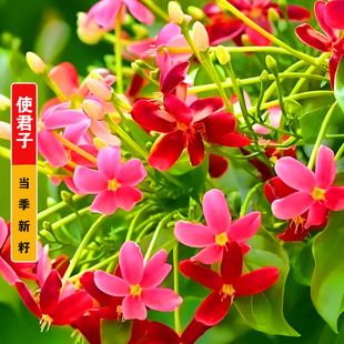 使君子种子舀求子四君子爬藤植物阳台盆栽攀爬花卉药材史君子种籽