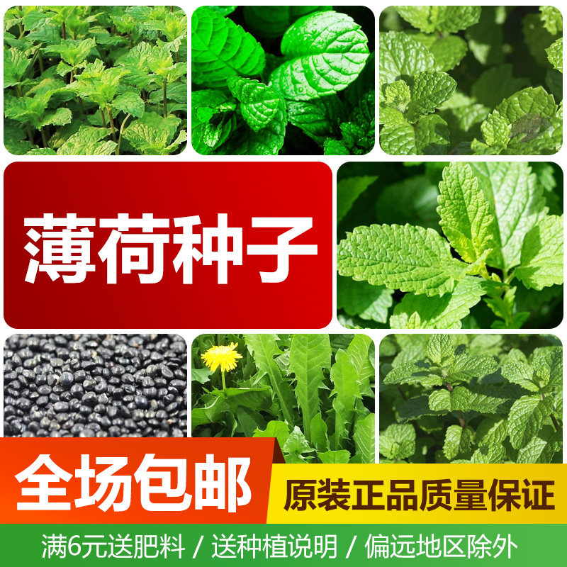 食用薄荷种子香草种子柠檬香水薄荷猫薄荷种子胡椒薄荷花种子包邮