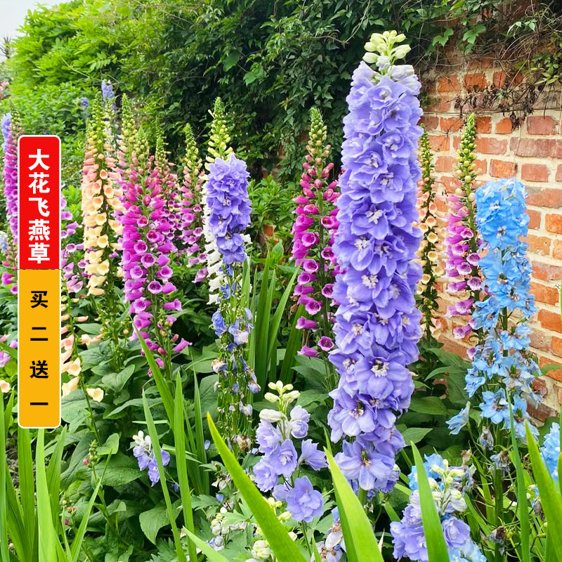 大花飞燕草庭院花种籽子四季播种开花室内混色秋季翠雀花种子花籽图片