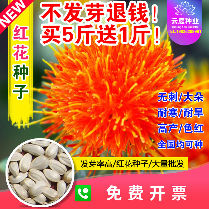 中草药材红花种子藏红花种子