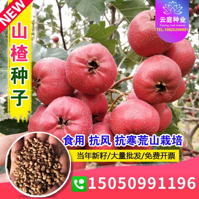 新采山楂树种子野生山里红籽散装观果观花果树嫁接砧木实生苗包邮