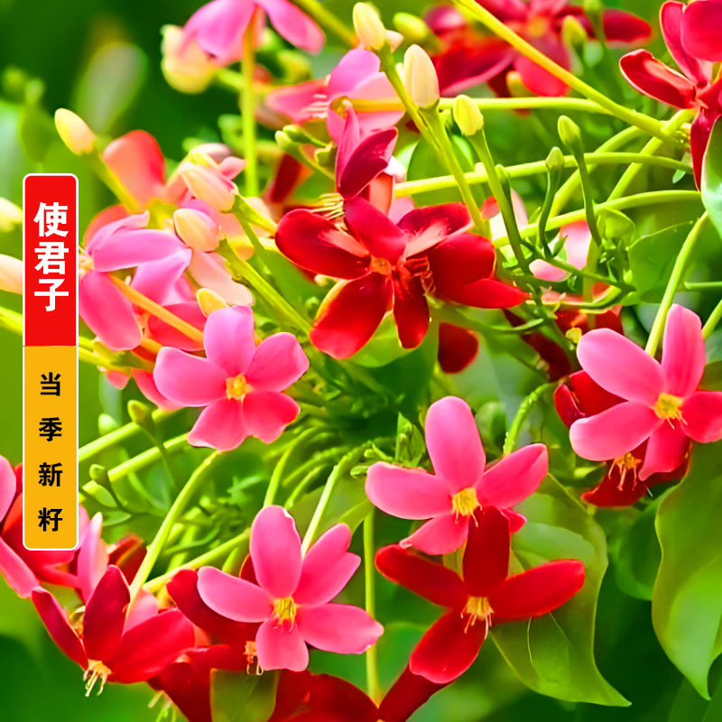 使君子种子舀求子四君子爬藤植物阳台盆栽攀爬花卉药材史君子种籽