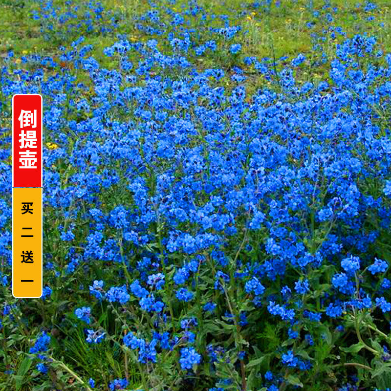 倒提壶种子中华勿忘我种籽蓝布群公园花海阳台盆栽室内外四季易活