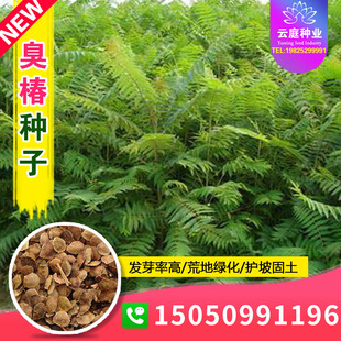 新采大果臭椿种子林木种树种籽乔木造林树苗籽椿树和木砻树樗臭椿