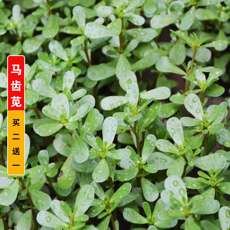 马齿苋种子长命菜瓜子菜麻绳菜马齿菜蚂蚱菜种籽蔬菜野菜药材种孑