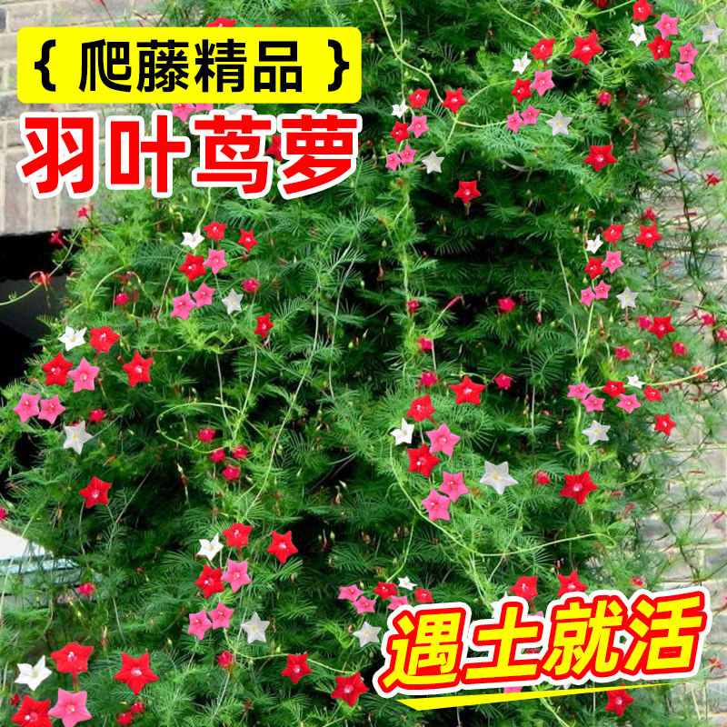 羽叶茑萝种子五角星花茑萝松种籽五星花庭院栅栏攀爬植物室外阳台