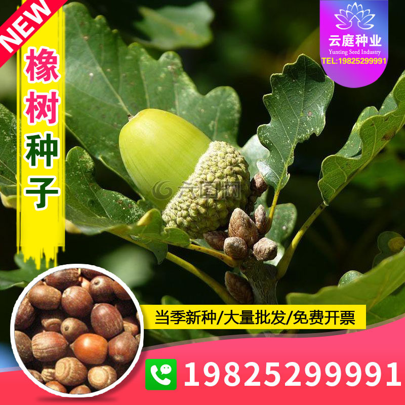 橡树种子青冈栎种籽麻栎橡子种孑娜塔栎树种荒山造林绿化护坡固土