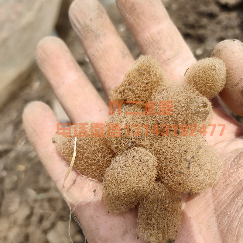 蚂蟥活体小苗水蛭幼苗宽体金线水蛭蚂蟥苗新鲜金线宽体水蛭蚂蟥