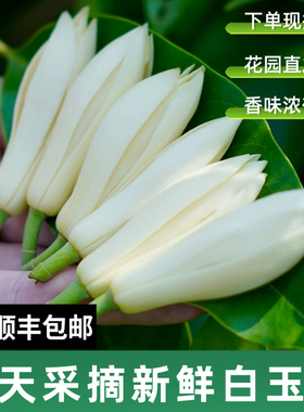 新鲜白玉兰花白兰花浓香持久黄角兰花苞泡酒黄果兰现摘白玉兰鲜花