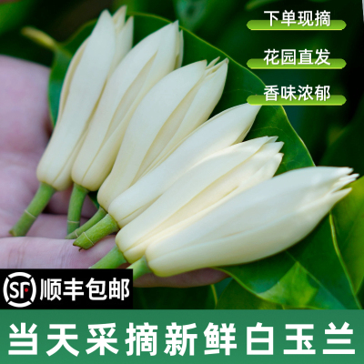 新鲜白玉兰花白兰花浓香持久黄角兰花苞泡酒黄果兰现摘白玉兰鲜花