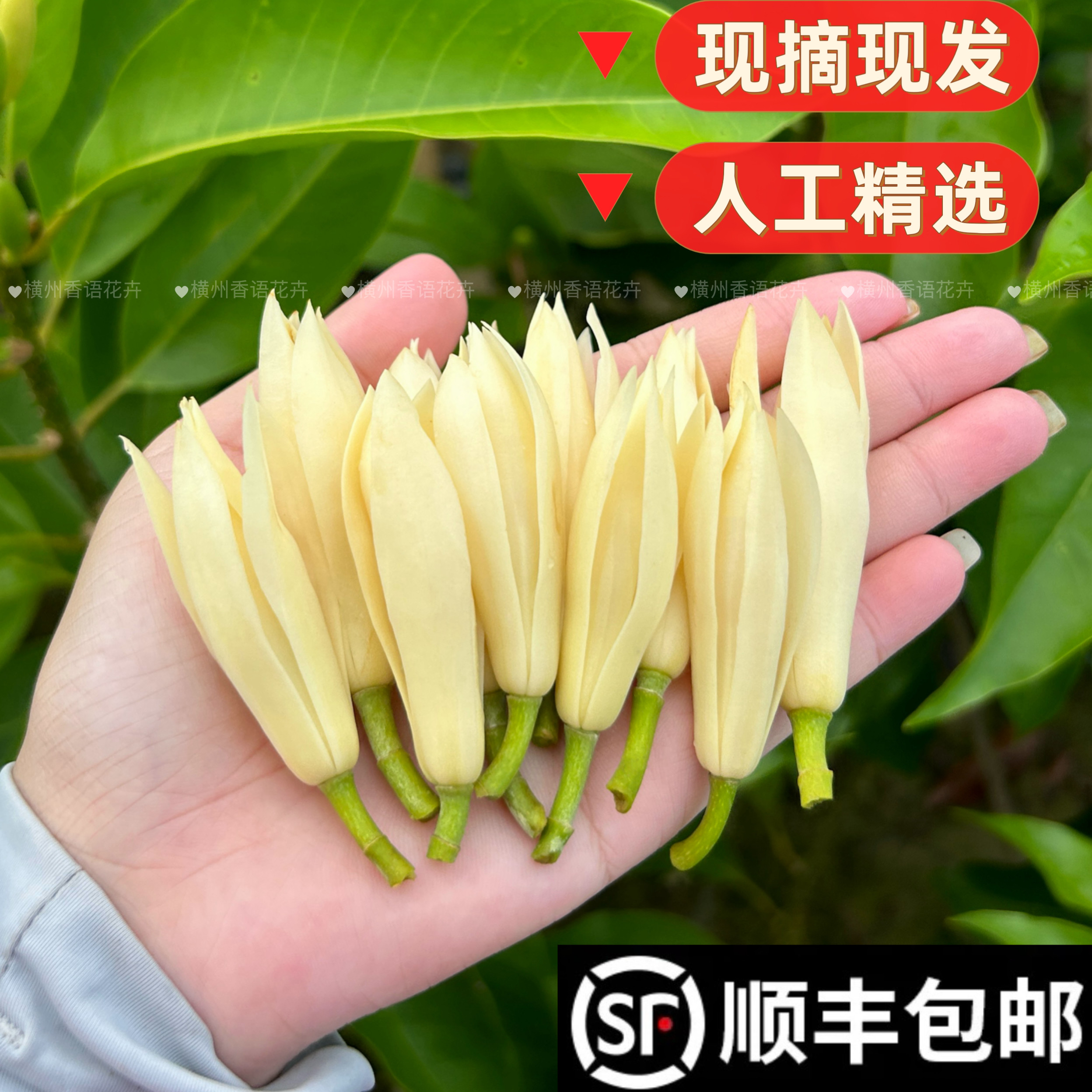 新鲜白兰花玉兰花浓香持久黄角兰做挂饰黄果兰白玉兰鲜花现摘现发