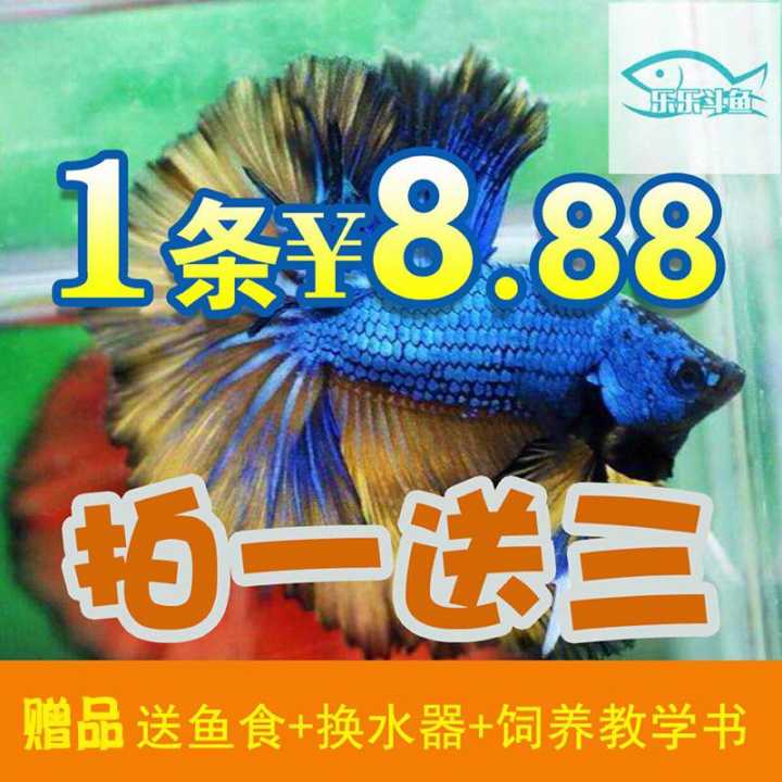 泰国斗鱼活体马尾半月将军双尾大耳公母鱼小型观赏鱼活体包邮斗鱼