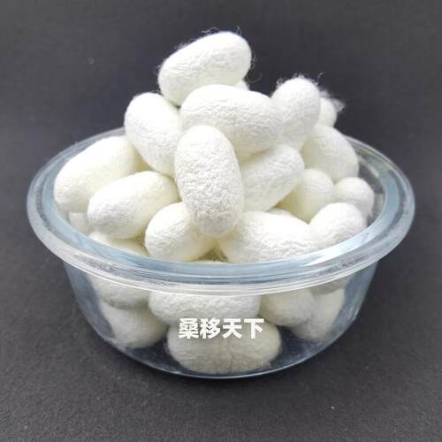 精选天然桑蚕干蚕茧可煮水泡茶药引抽丝做扇子做枕头DIY手工蚕丝