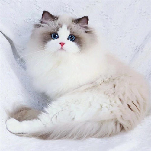 重庆布偶猫价格 重庆布偶猫图片 星期三