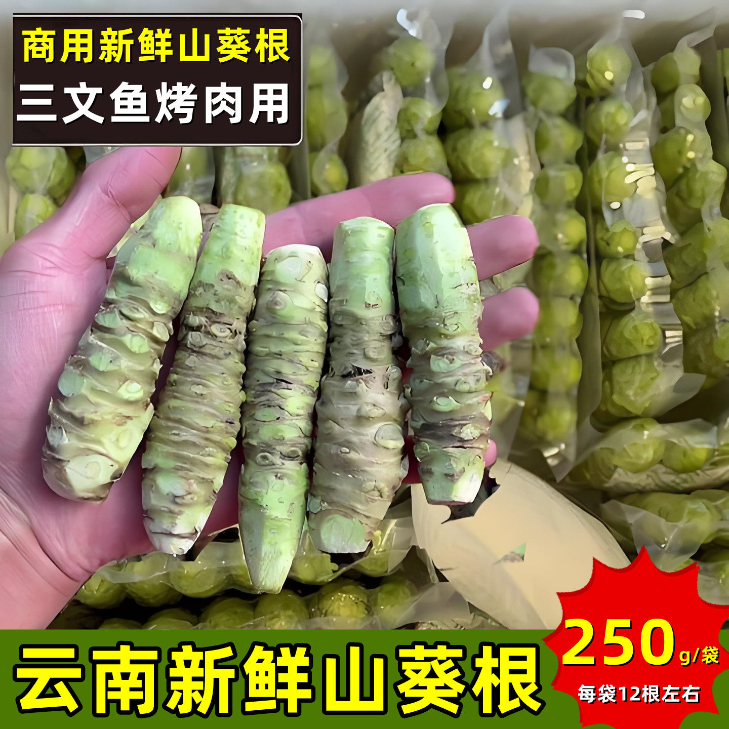 云南山葵根500g芥末根日本料理山葵烤肉三文鱼刺身寿司辣根WASABI