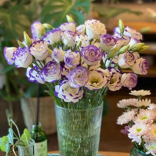 云南洋桔梗鲜花花束基地直发适合家庭插花节日礼物真花鲜花插花
