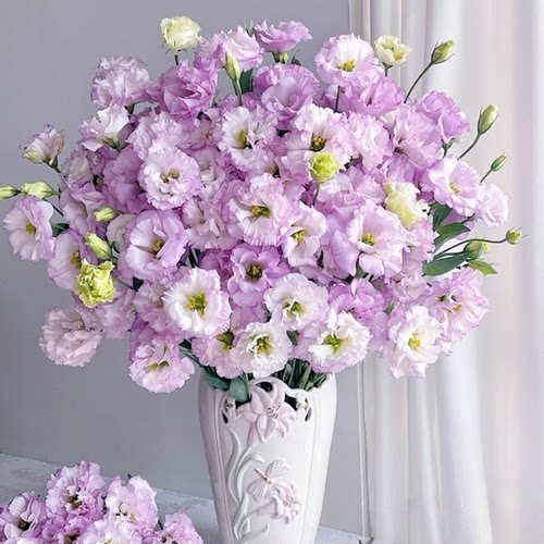 A级洋桔梗真花鲜花插花