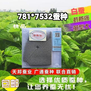 现货秋蚕蚕种蚕卵蚕籽2026新蚕种广通781蚕种华康2号蚕种高产抗病
