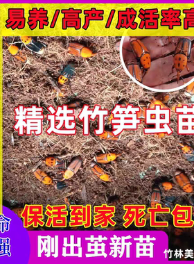 椰子虫皇竹虫种苗竹虫种虫竹象虫活体教养殖技术包邮包活