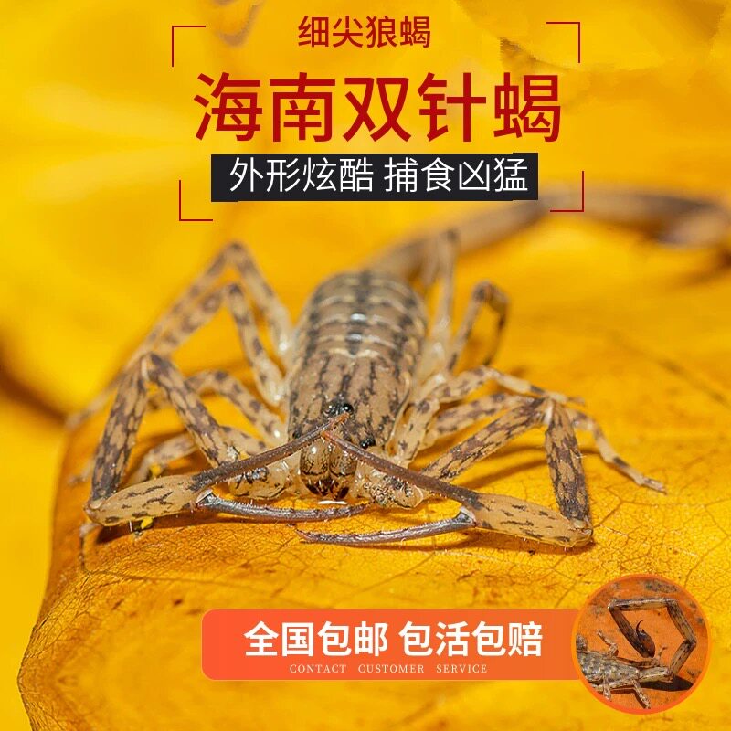 海南双针蝎3元一只孕蝎公蝎成体蝎子 宠物蝎 包成活