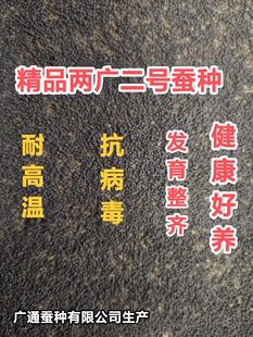 蚕种两广二号 蚕种 蚕卵 两广二号 桑蚕 蚕种批发 蚕宝宝