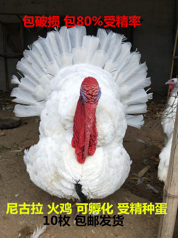 火鸡种蛋受精蛋可孵化尼古拉鸡蛋重型鸡种蛋纯种火鸡蛋可孵化10枚