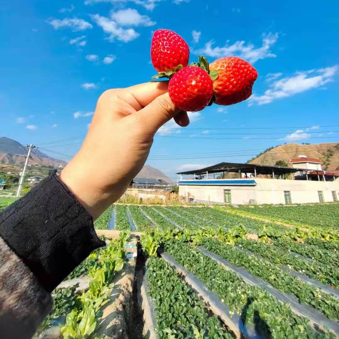攀枝花露天新鲜黔梅隋珠巧克力红颜草莓顺丰空运包邮无膨大剂孕妇