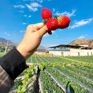 攀枝花露天新鲜黔梅隋珠巧克力红颜草莓顺丰空运包邮无膨大剂孕妇