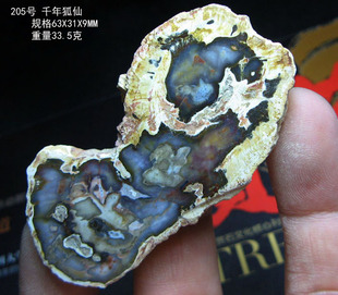 马达加斯加自然奇观木化石切片把玩玉化古树标本镇纸收藏观赏石