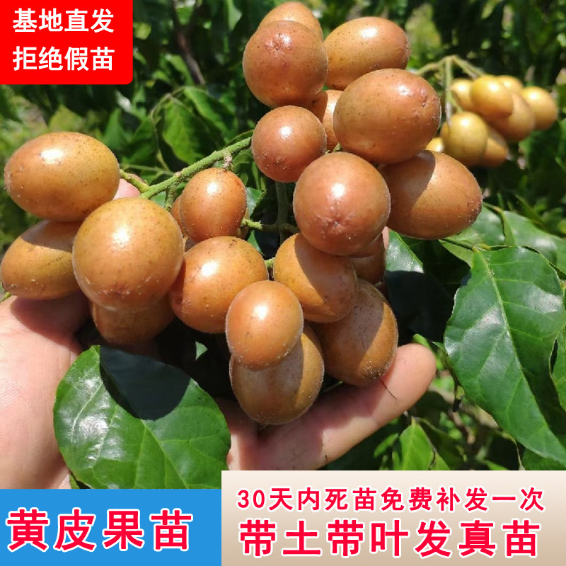 无核黑黄皮树苗嫁接特大当年结果树贵妃鸡心地栽南方种植常绿果苗
