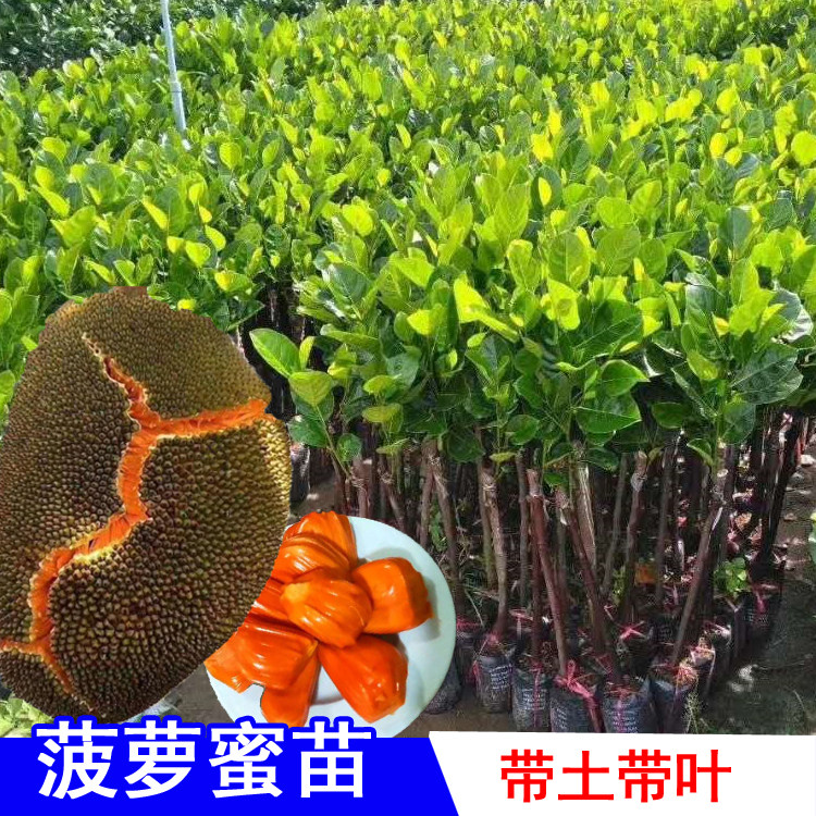 马来西亚红肉菠萝蜜树树苗嫁接苗南方当年结果苗四季红心菠萝蜜苗